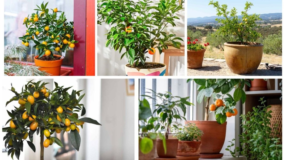 Beginner’s Guide to Keeping Indoor Citrus Trees Healthy