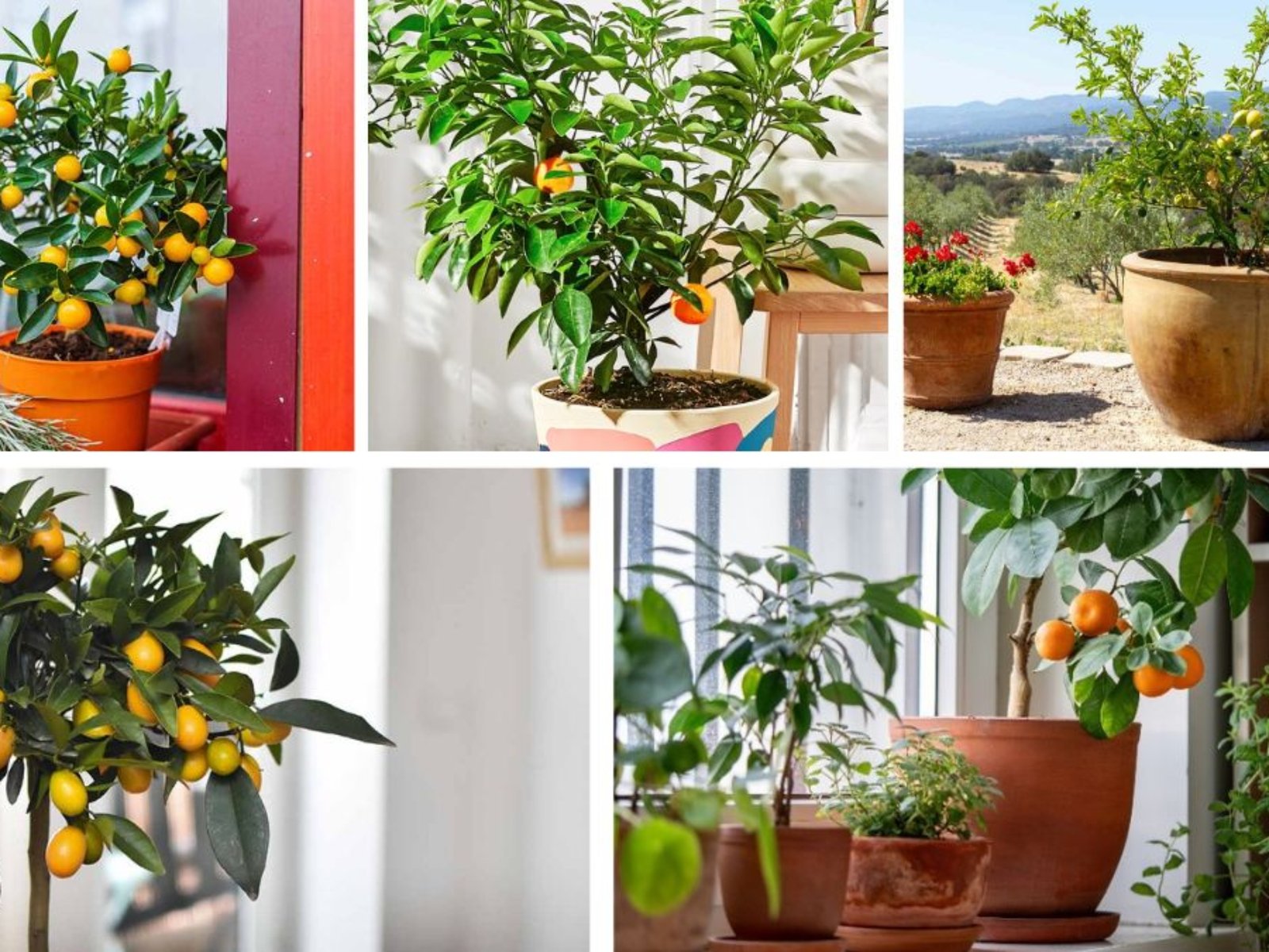 Beginner’s Guide to Keeping Indoor Citrus Trees Healthy